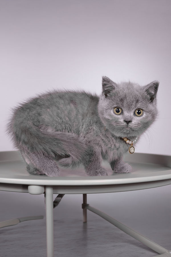 Fantasy | British Shorthair Kitten