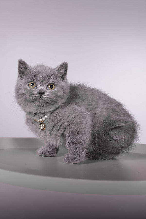 Fantasy | British Shorthair Kitten