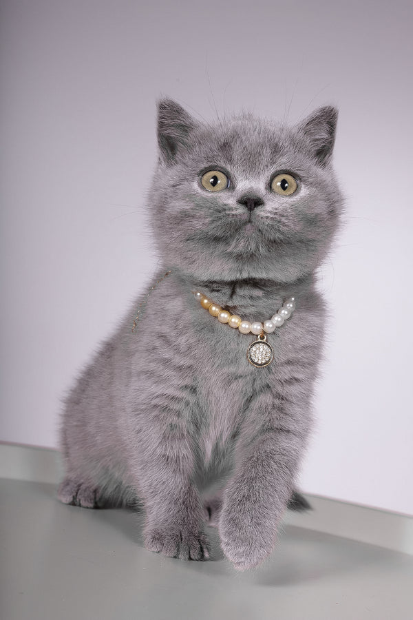 Fantasy | British Shorthair Kitten