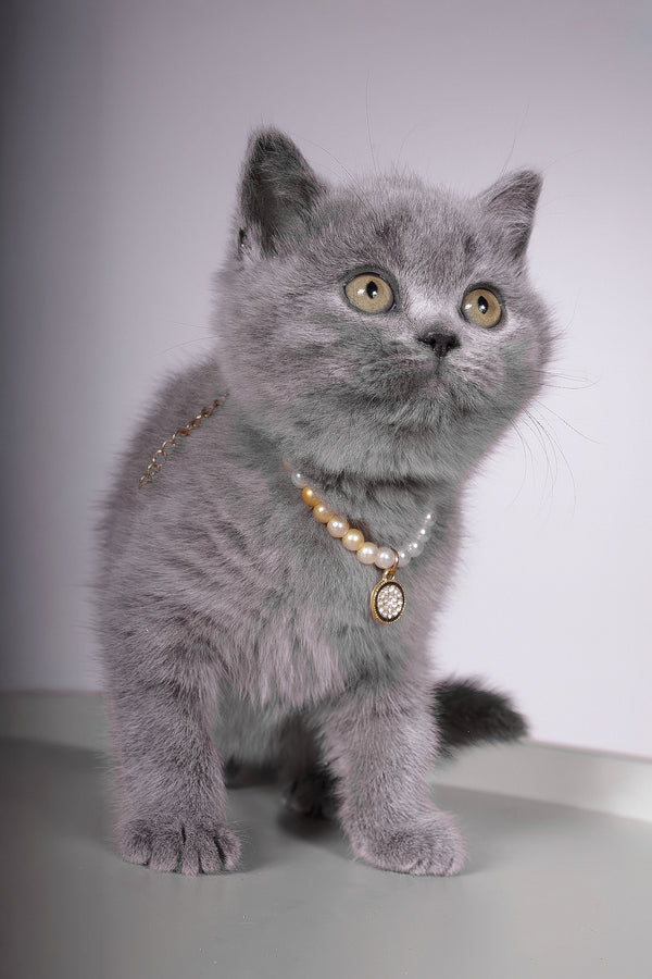 Fantasy | British Shorthair Kitten
