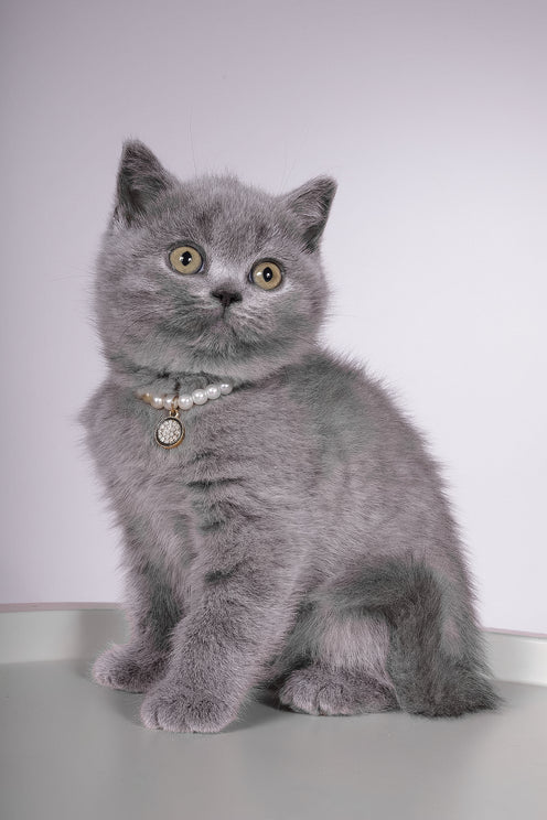 Fantasy | British Shorthair Kitten