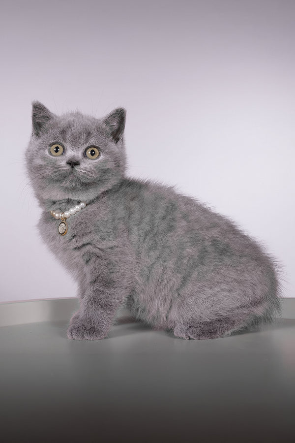 Fantasy | British Shorthair Kitten