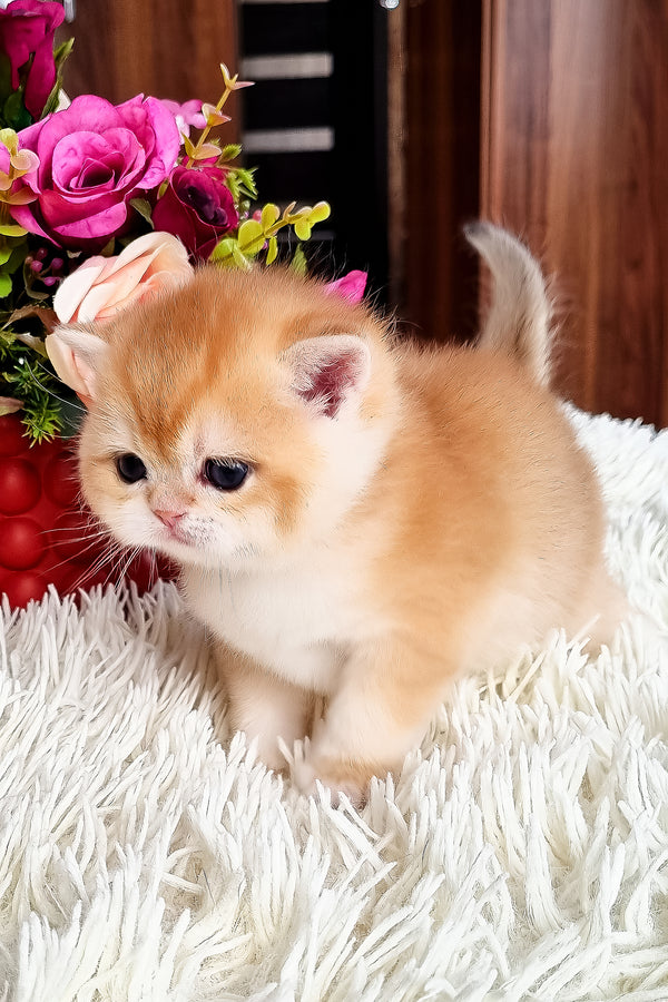 Fantik | British Shorthair Kitten