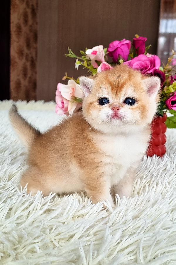 Fantik | British Shorthair Kitten