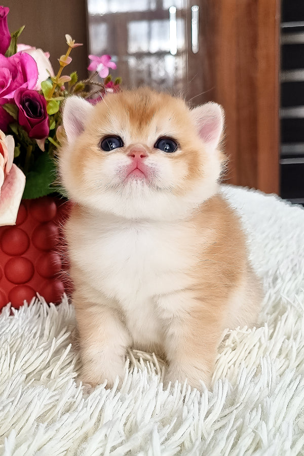 Fantik | British Shorthair Kitten