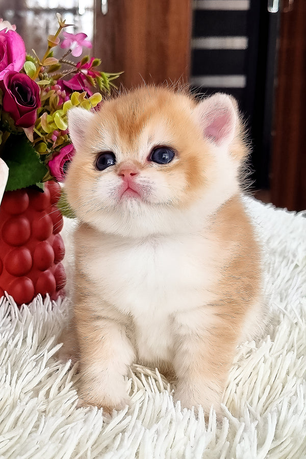Fantik | British Shorthair Kitten