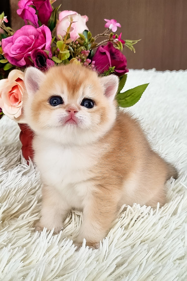 Fantik | British Shorthair Kitten