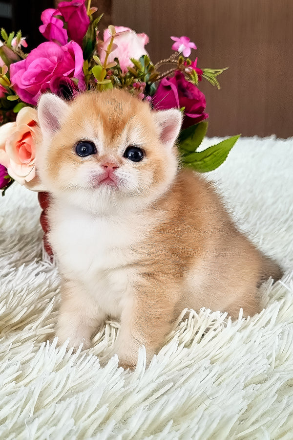 Fantik | British Shorthair Kitten