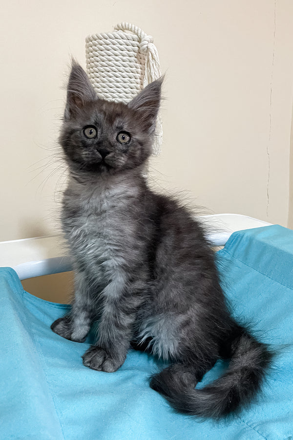 Fanya | Maine Coon Kitten