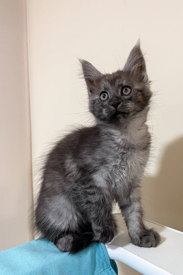 Fanya | Maine Coon Kitten