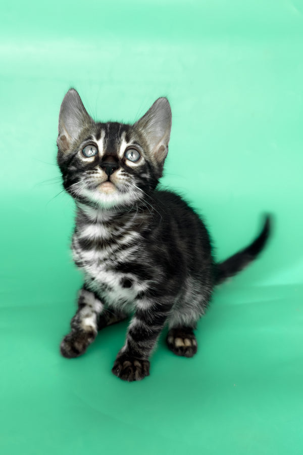 Fargo | Bengal Kitten