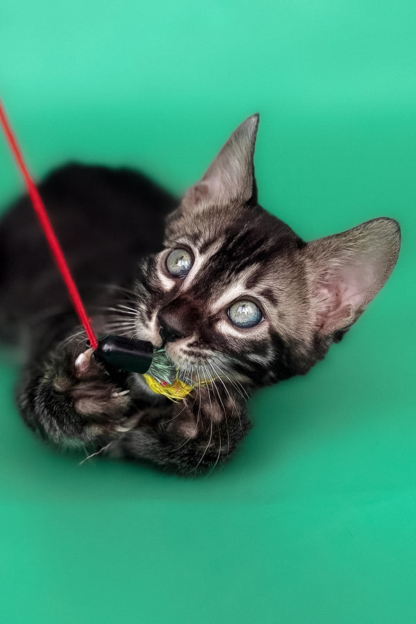 Fargo | Bengal Kitten