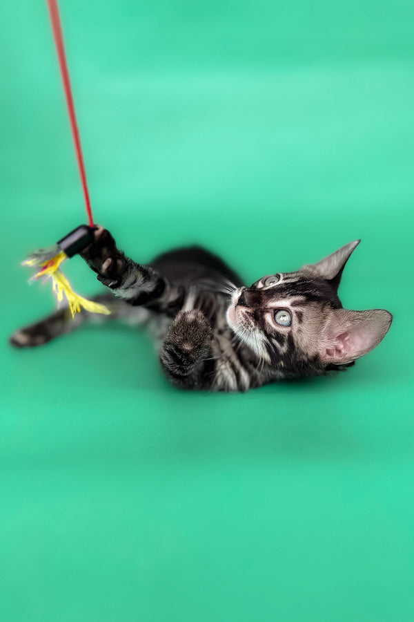 Fargo | Bengal Kitten