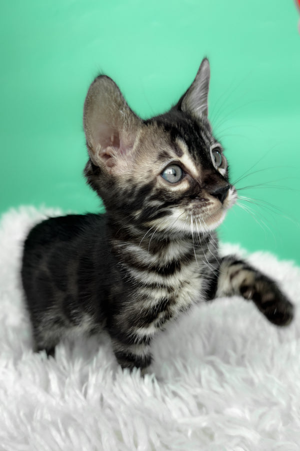 Fargo | Bengal Kitten