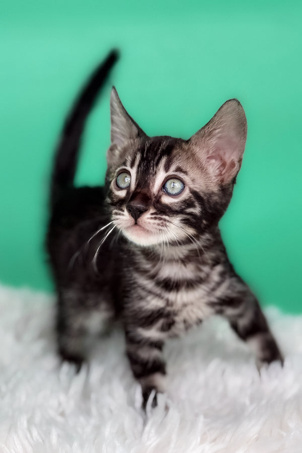Fargo | Bengal Kitten