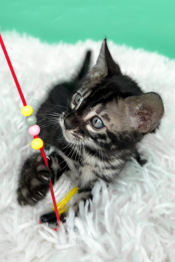 Fargo | Bengal Kitten