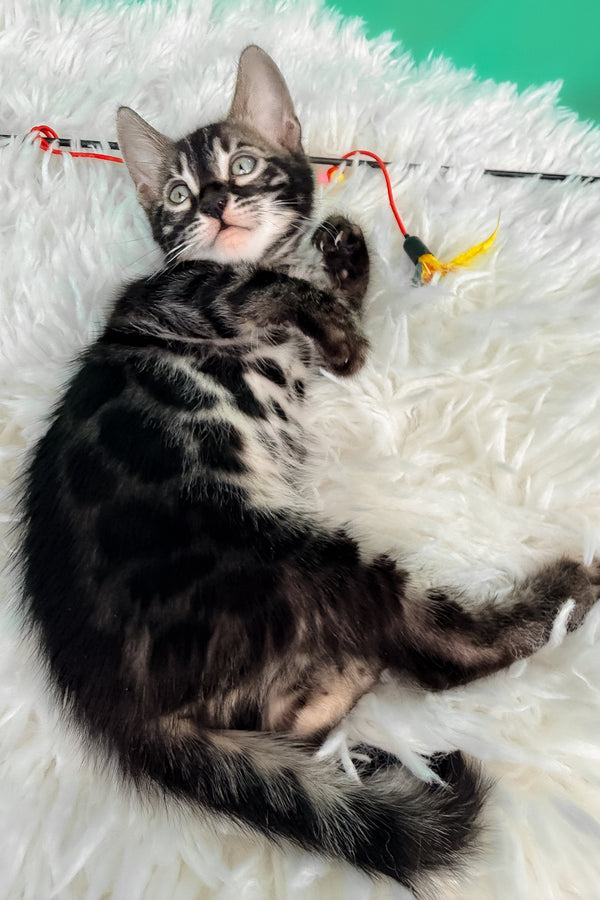 Fargo | Bengal Kitten