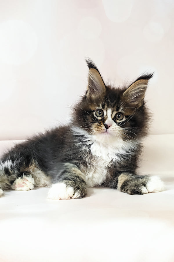 Favourite | Polydactyl Maine Coon Kitten