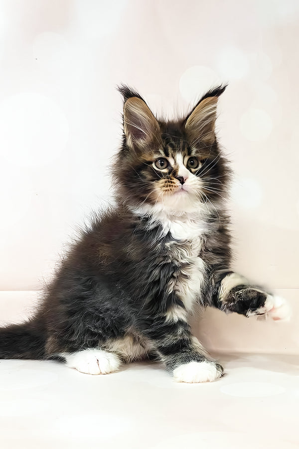 Favourite | Polydactyl Maine Coon Kitten