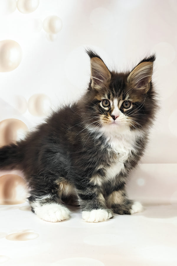Favourite | Polydactyl Maine Coon Kitten