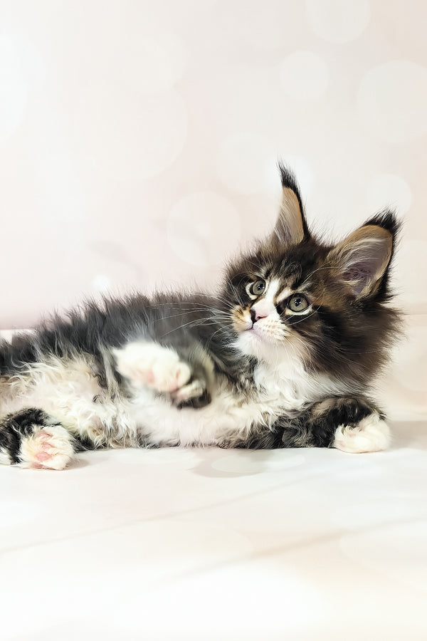 Favourite | Polydactyl Maine Coon Kitten
