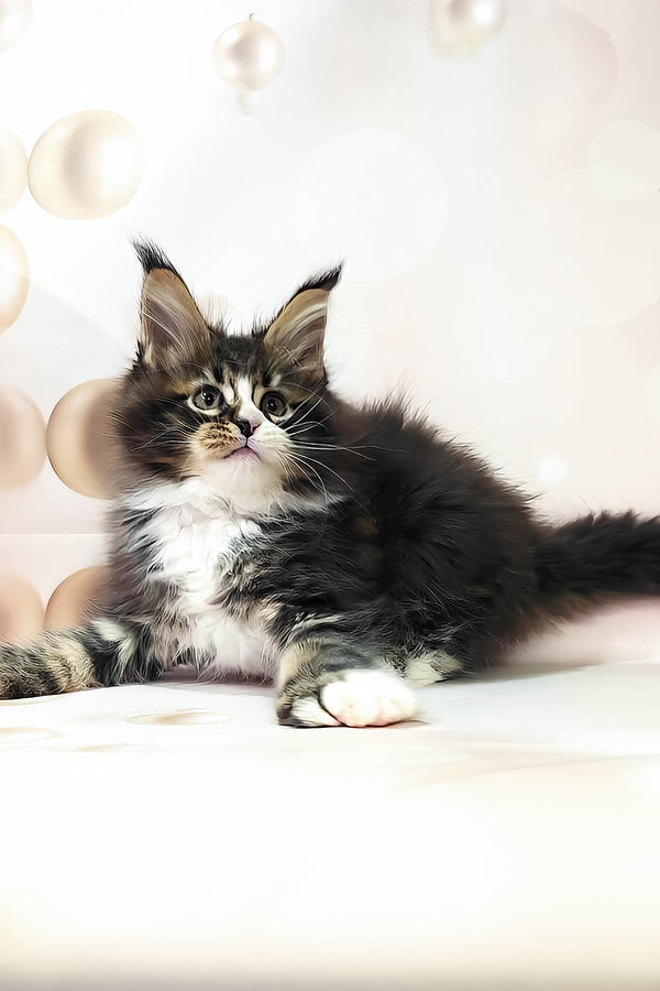 Favourite | Polydactyl Maine Coon Kitten
