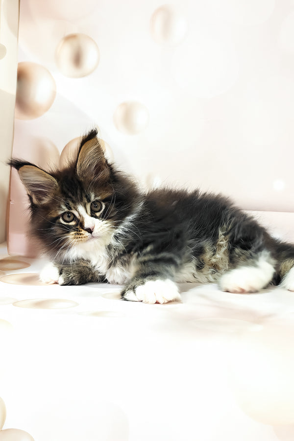 Favourite | Polydactyl Maine Coon Kitten