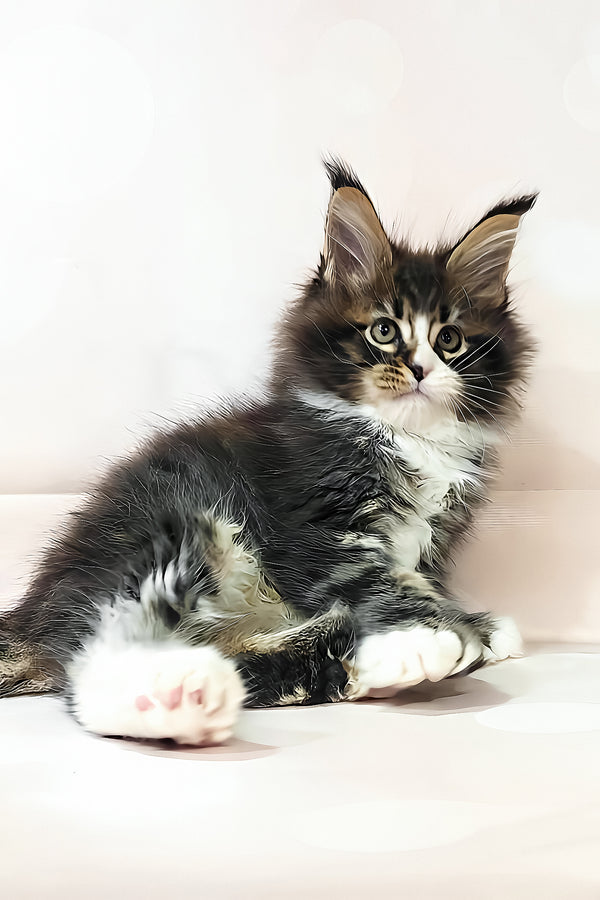 Favourite | Polydactyl Maine Coon Kitten