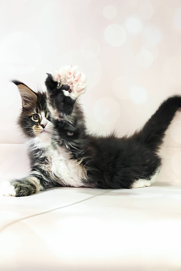 Favourite | Polydactyl Maine Coon Kitten
