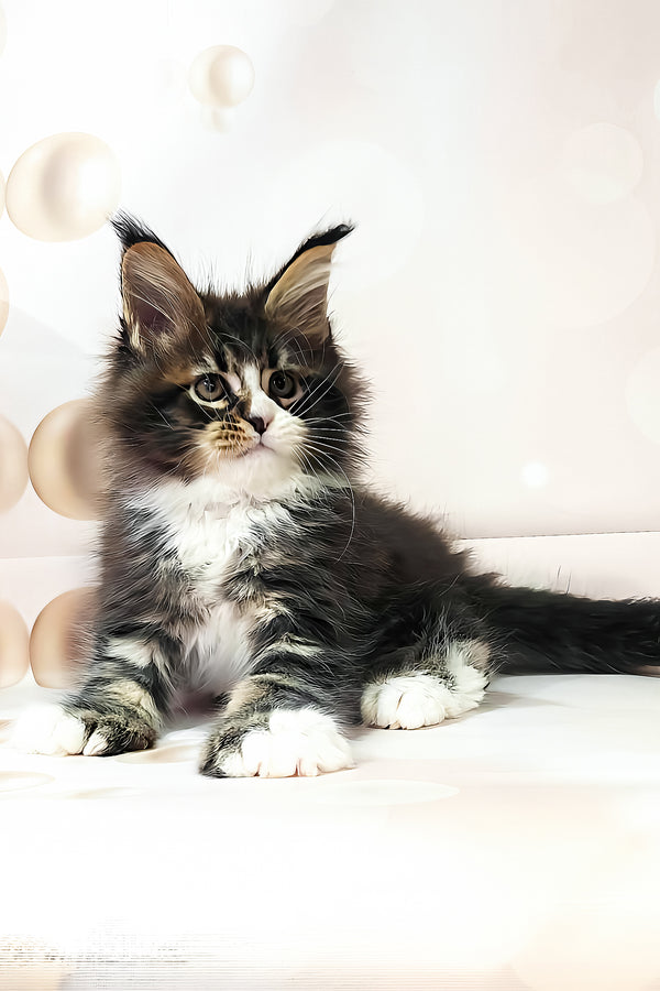 Favourite | Polydactyl Maine Coon Kitten