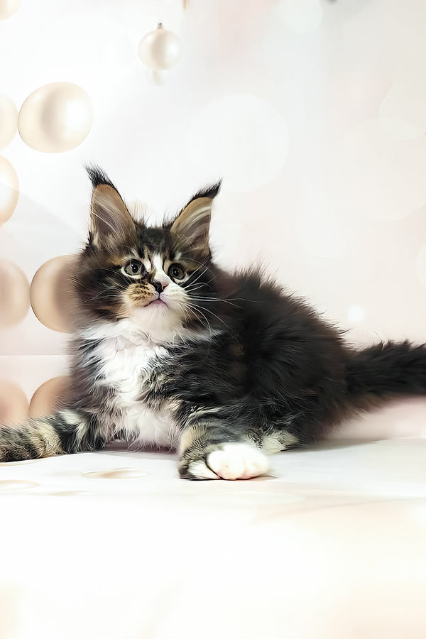 Favourite | Polydactyl Maine Coon Kitten