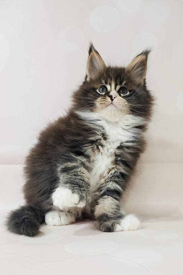 Favourite | Polydactyl Maine Coon Kitten