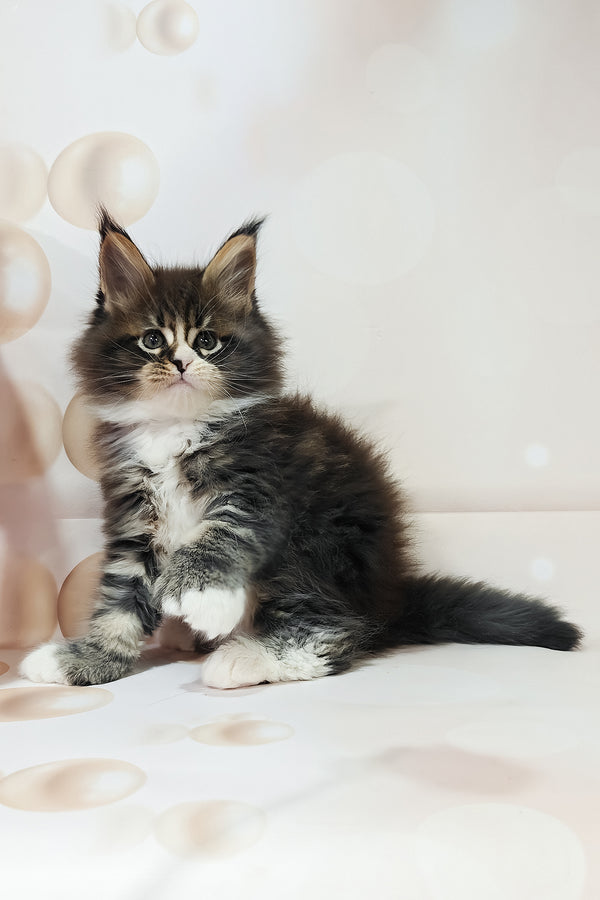 Favourite | Polydactyl Maine Coon Kitten