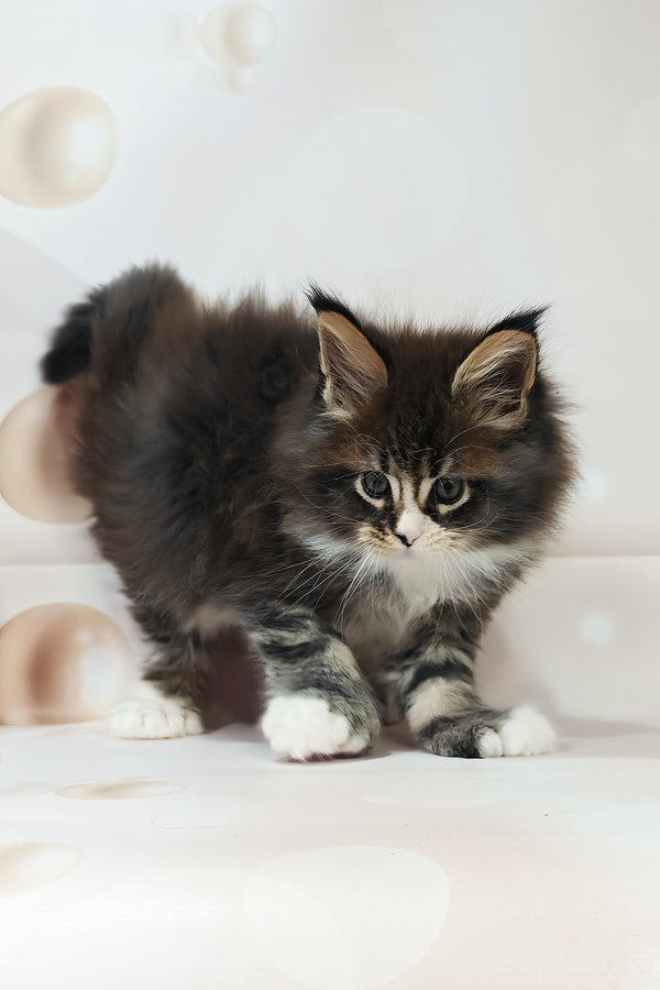 Favourite | Polydactyl Maine Coon Kitten