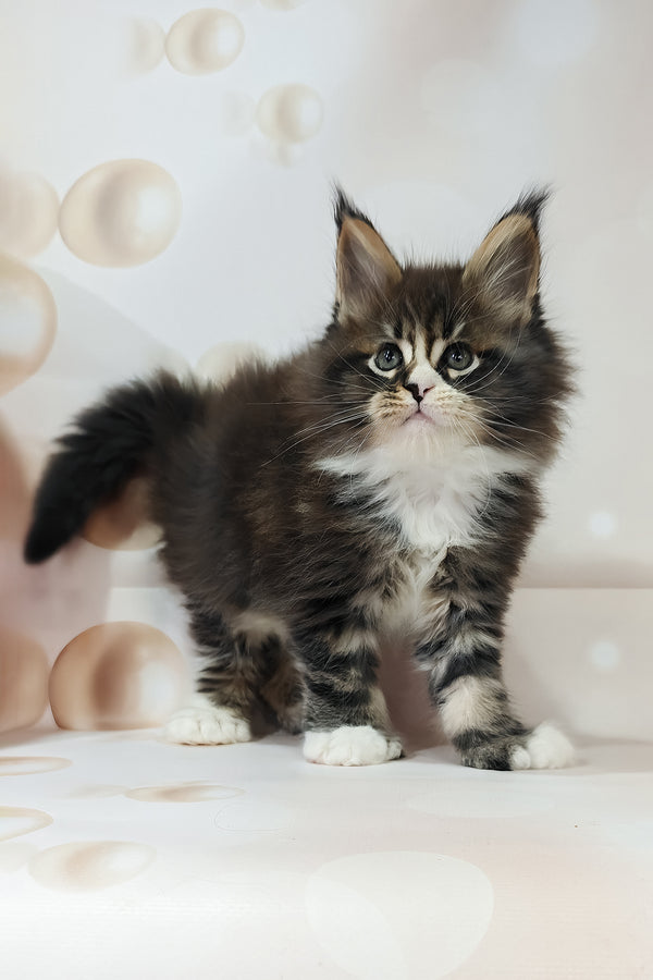 Favourite | Polydactyl Maine Coon Kitten