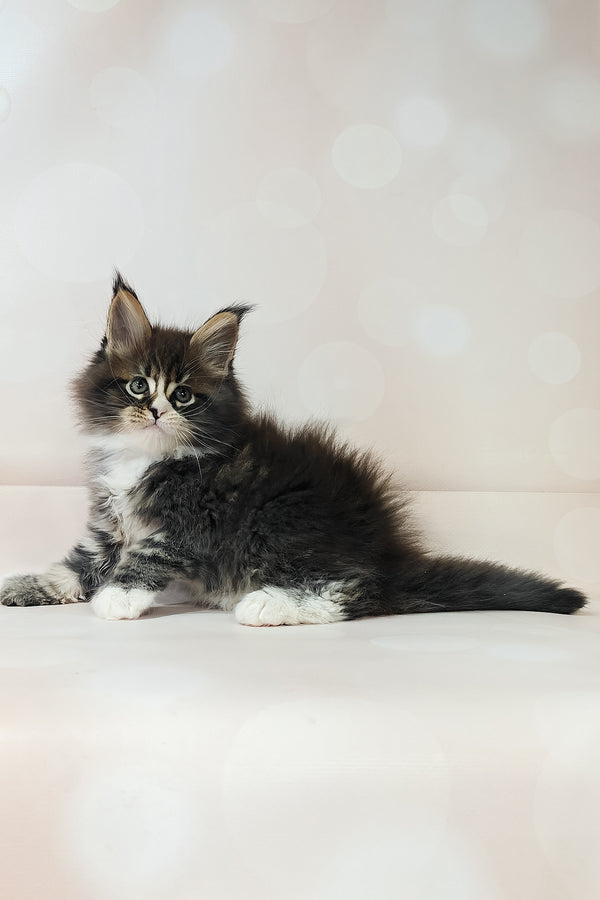 Favourite | Polydactyl Maine Coon Kitten