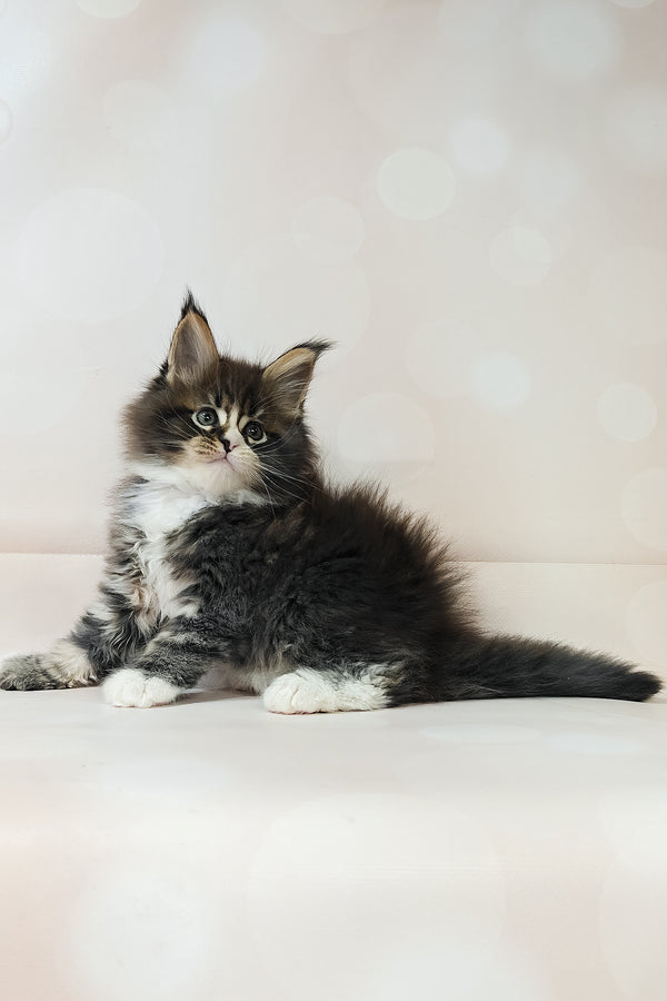 Favourite | Polydactyl Maine Coon Kitten