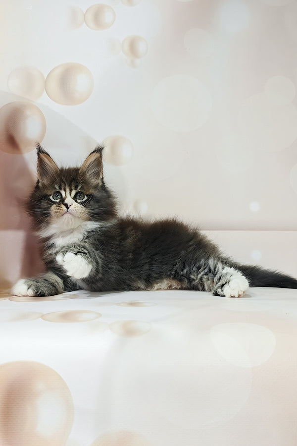 Favourite | Polydactyl Maine Coon Kitten