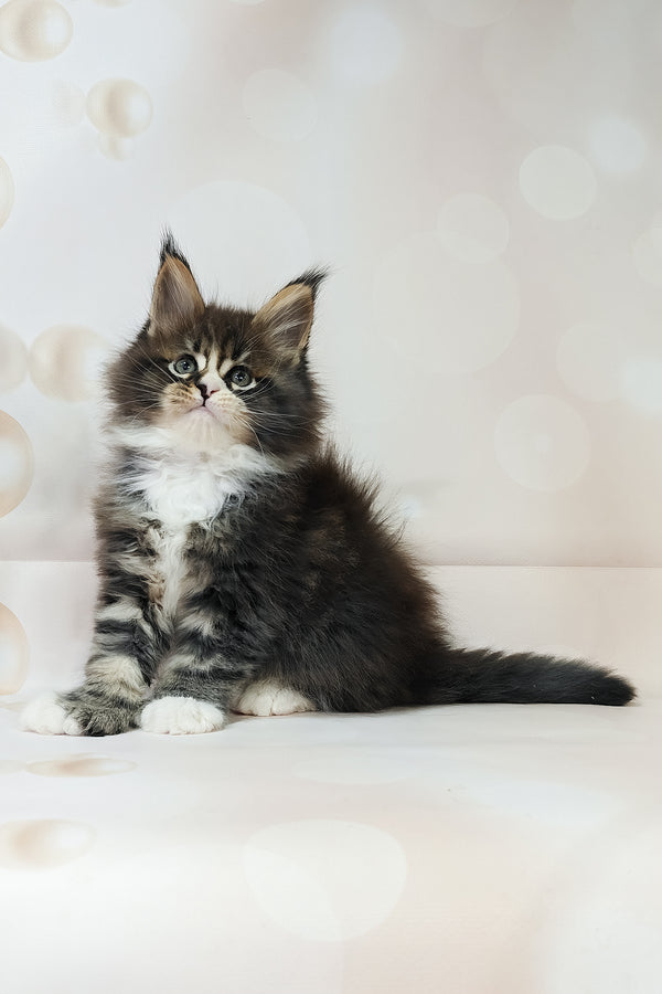 Favourite | Polydactyl Maine Coon Kitten