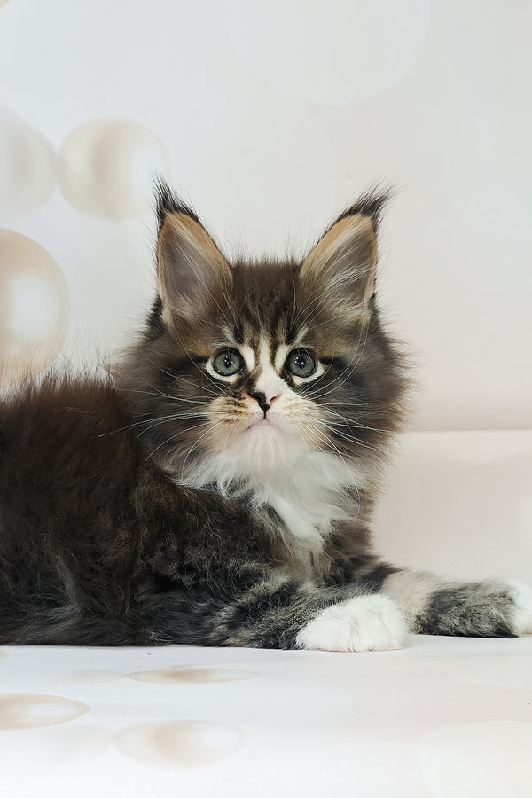 Favourite | Polydactyl Maine Coon Kitten
