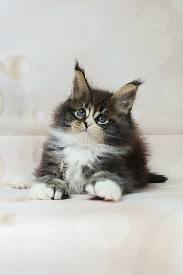 Favourite | Polydactyl Maine Coon Kitten