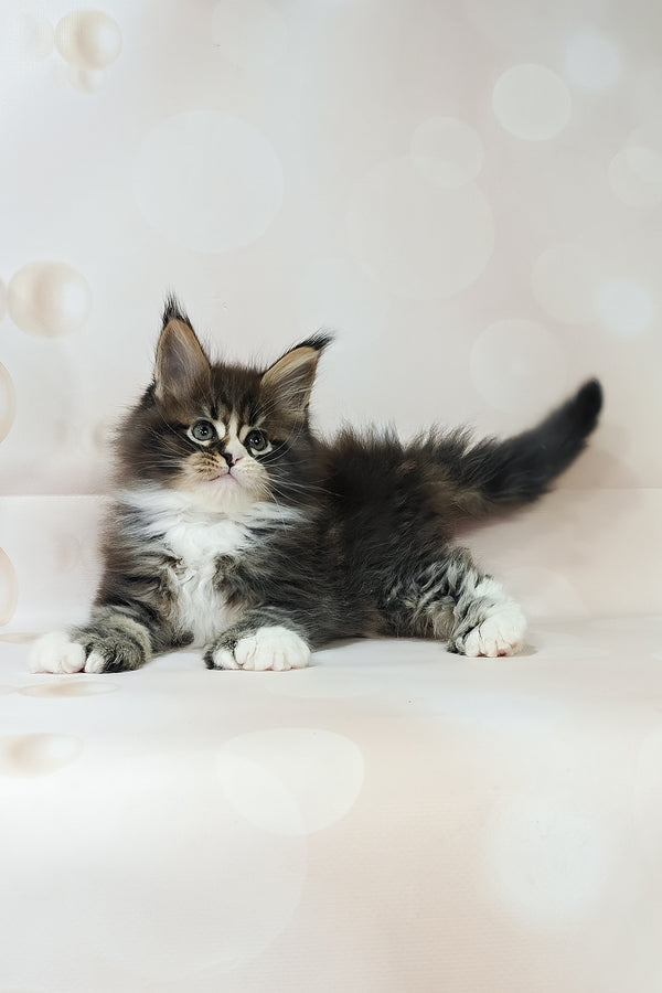 Favourite | Polydactyl Maine Coon Kitten