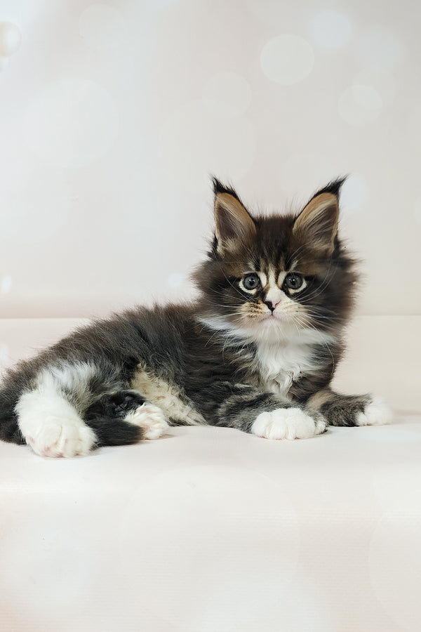 Favourite | Polydactyl Maine Coon Kitten