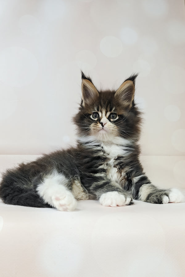 Favourite | Polydactyl Maine Coon Kitten