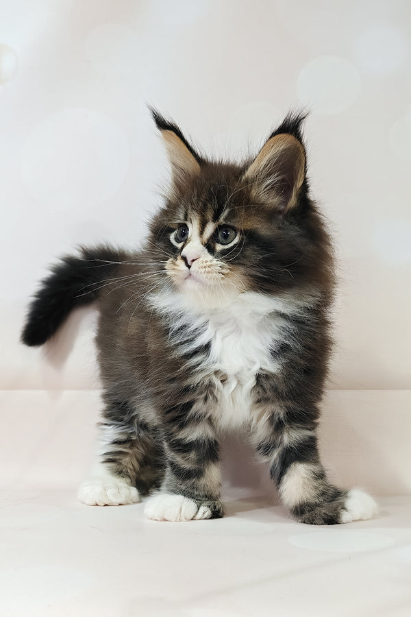 Favourite | Polydactyl Maine Coon Kitten
