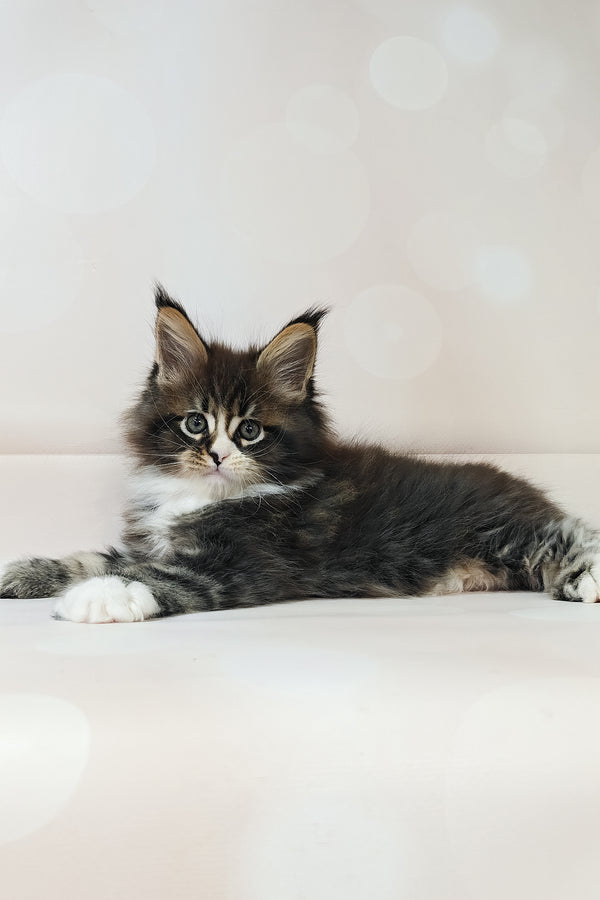 Favourite | Polydactyl Maine Coon Kitten