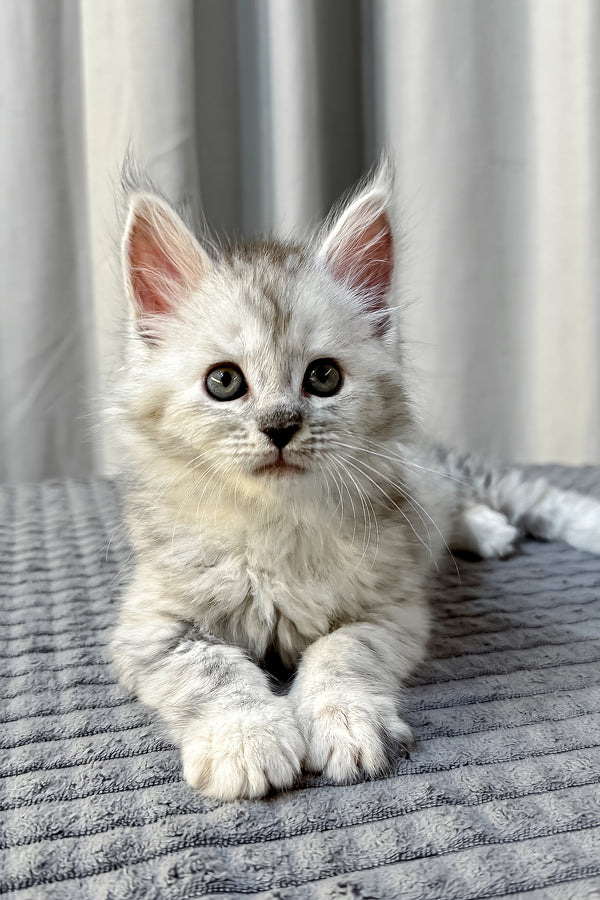 Faya maine coon kitten with fluffy silver tabby fur and striking green eyes lounges on a soft gray blanket health guarantee