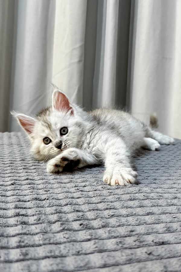 Faya maine coon kitten with fluffy silver tabby fur and green eyes lies on textured gray blanket health guarantee included
