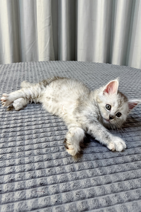 A fluffy silver maine coon kitten with striped fur and curious eyes resting on a textured gray blanket health guarantee