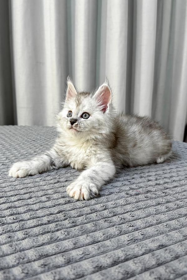 Faya maine coon kitten with fluffy silver tabby fur and striking green eyes lounges on a textured gray surface